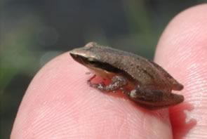 Little Grass Frog - North Carolina